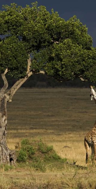 slideshow_parc_masai_mara_7