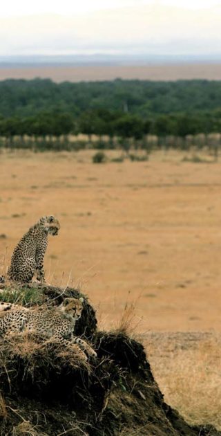 slideshow_parc_masai_mara_8