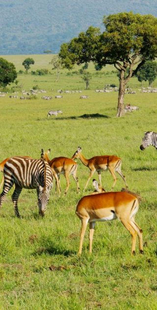 slideshow_parc_masai_mara_9