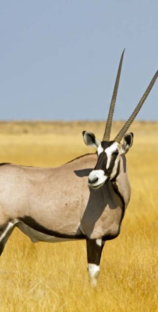 slideshow_parc_namib_naukluft_5