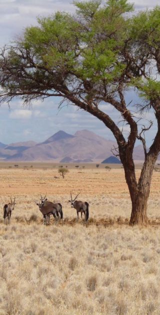 slideshow_parc_namib_naukluft_7