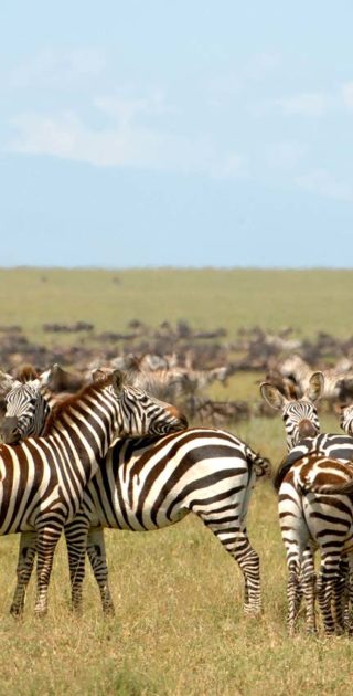 slideshow_parc_ngorongoro_4