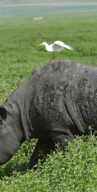 slideshow_parc_ngorongoro_8