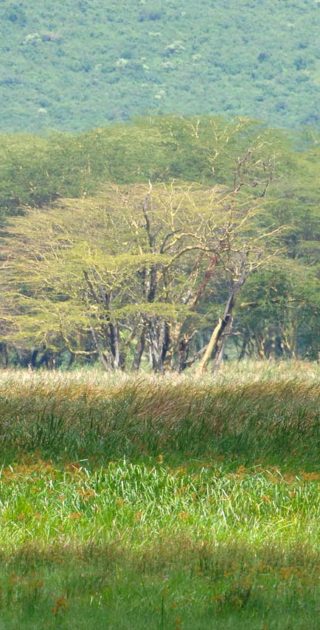 slideshow_parc_ngorongoro_9