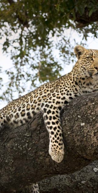 slideshow_parc_okavango_2_2