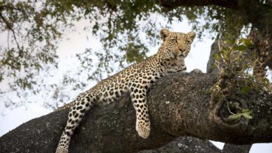 Kenya : un nouveau camp original dans la région du Maasai Mara  (26/03/2024)