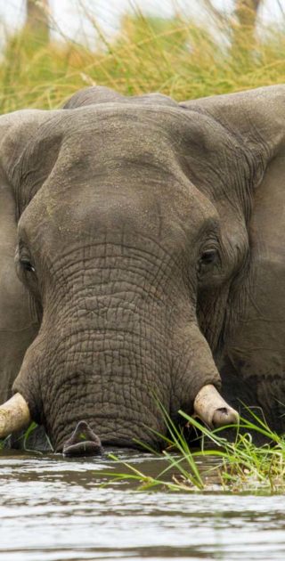 slideshow_parc_okavango_7