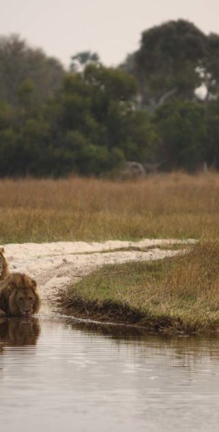 slideshow_parc_okavango_8