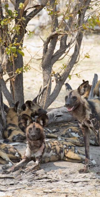 slideshow_parc_okavango_9