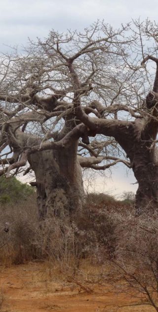 slideshow_parc_ruaha_10