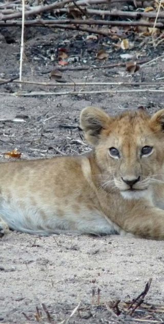 slideshow_parc_ruaha_4