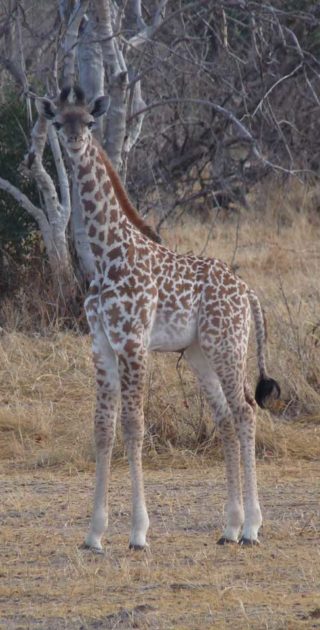 slideshow_parc_ruaha_4