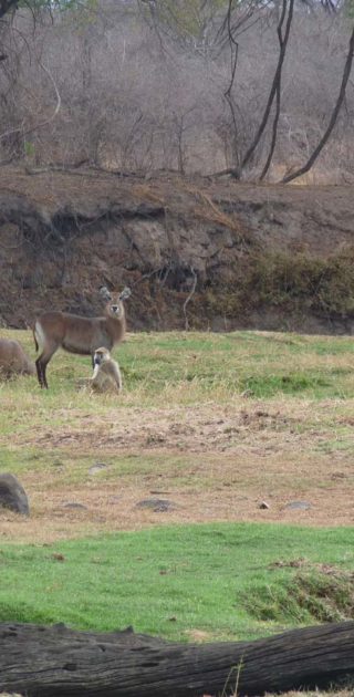 slideshow_parc_ruaha_5