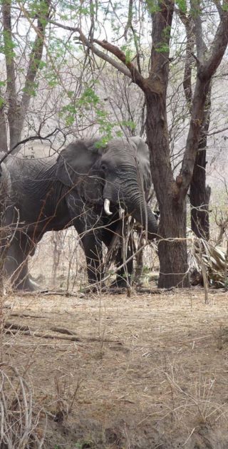 slideshow_parc_ruaha_6
