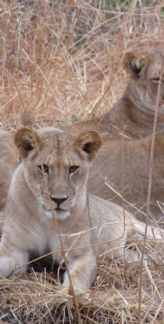 slideshow_parc_ruaha_7