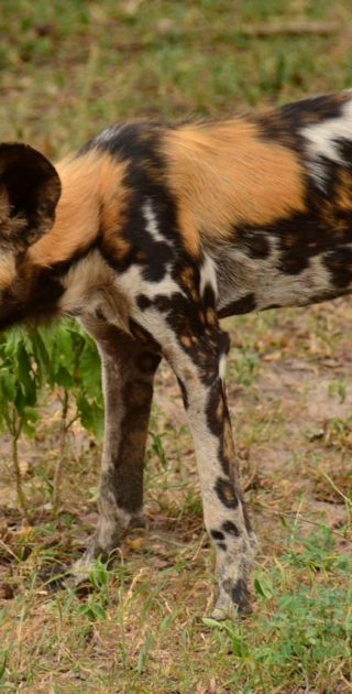 slideshow_parc_ruaha_8