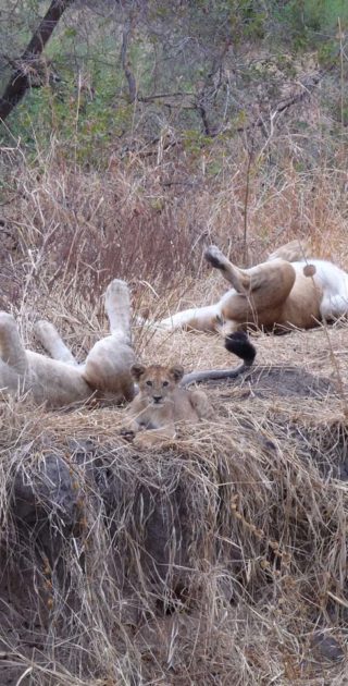 slideshow_parc_ruaha_9