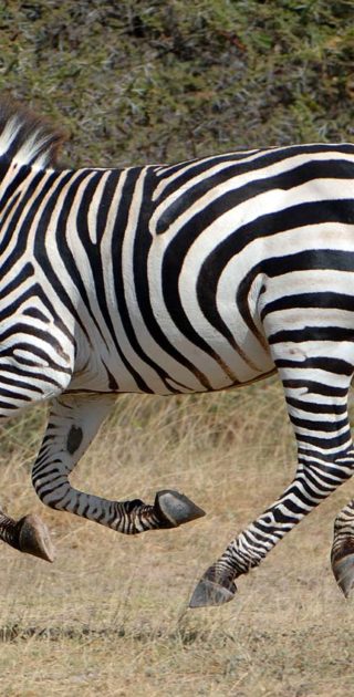 slideshow_parc_samburu_10