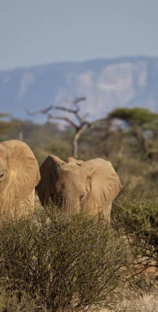 slideshow_parc_samburu_8