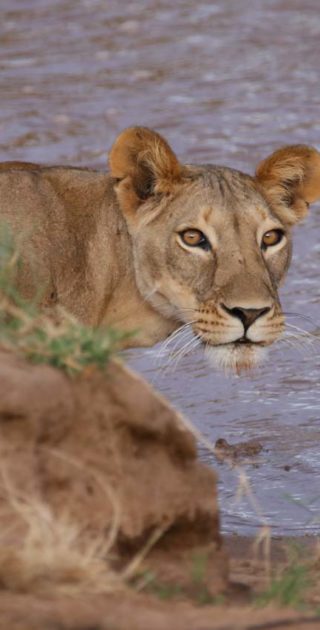 slideshow_parc_samburu_9