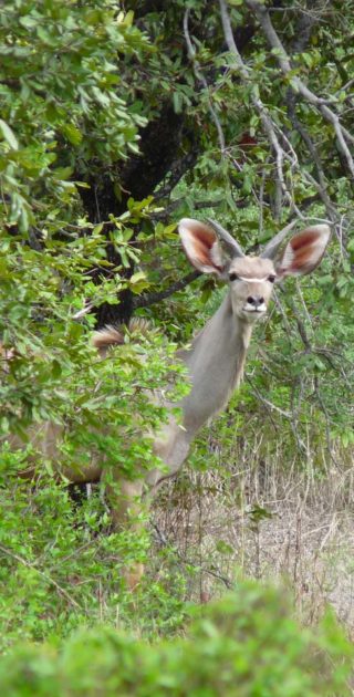 slideshow_parc_selous_1