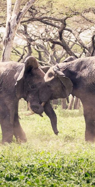 slideshow_parc_selous_3