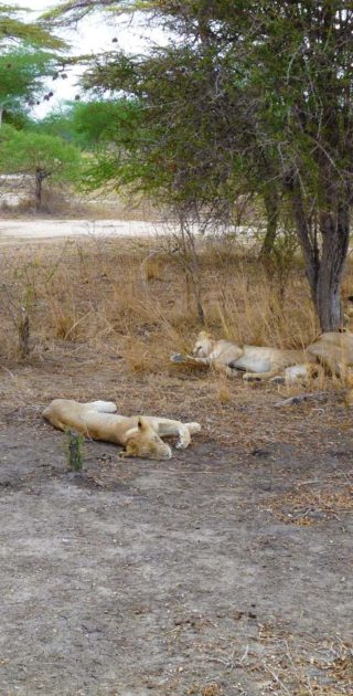 slideshow_parc_selous_6