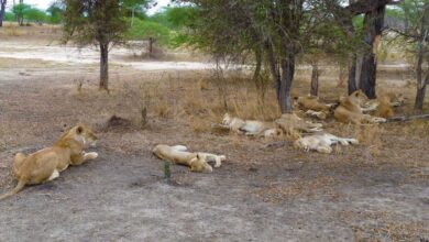 Selous Safari Company devient Laba Laba (11/11/2023)