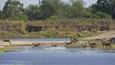 Nouveaux parcs en Tanzanie ! (30/01/2021)