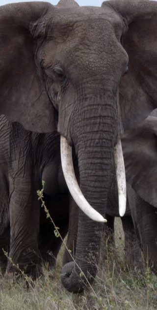 slideshow_parc_serengeti_1