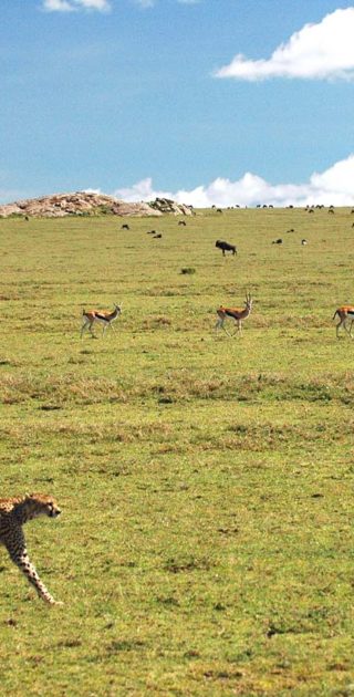 slideshow_parc_serengeti_10