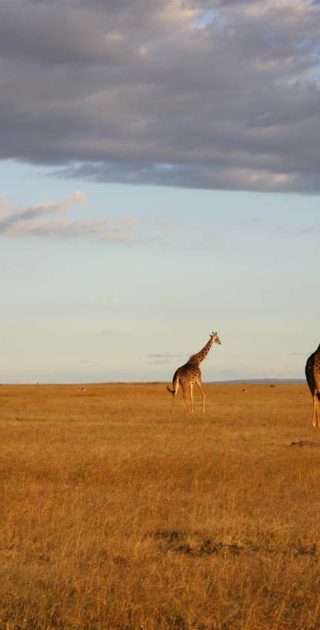 slideshow_parc_serengeti_11