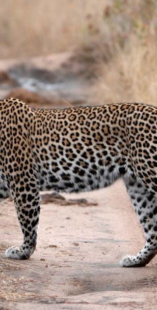 slideshow_parc_serengeti_13