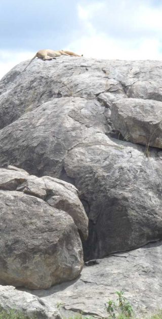 slideshow_parc_serengeti_2