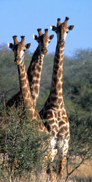 slideshow_parc_serengeti_6