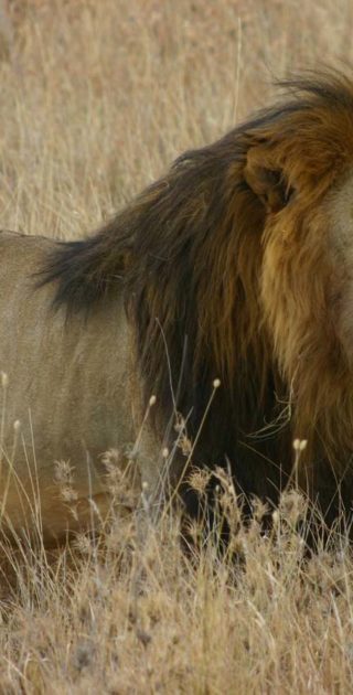 slideshow_parc_serengeti_7