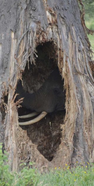 slideshow_parc_tarangire_1