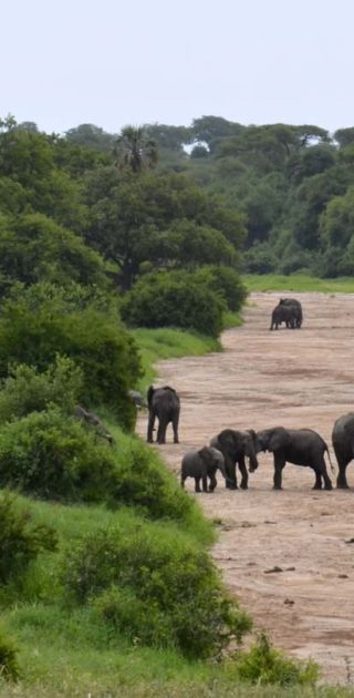slideshow_parc_tarangire_10