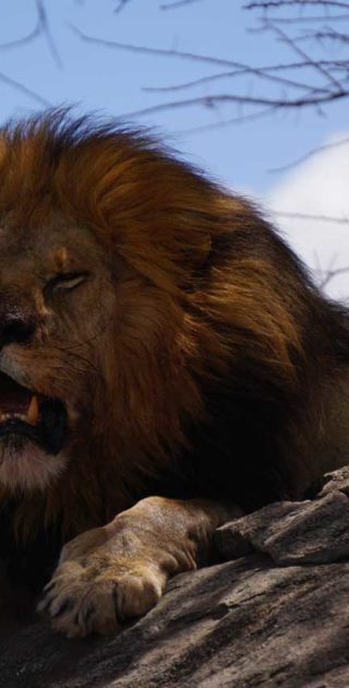 slideshow_parc_tarangire_2