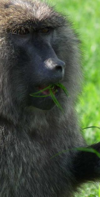 slideshow_parc_tarangire_3