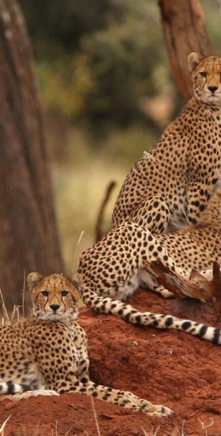 slideshow_parc_tarangire_5