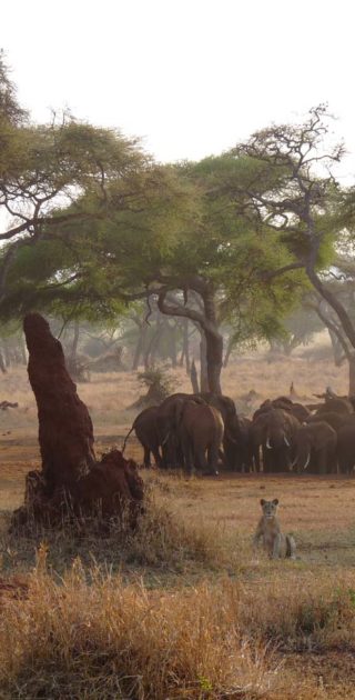 slideshow_parc_tarangire_7