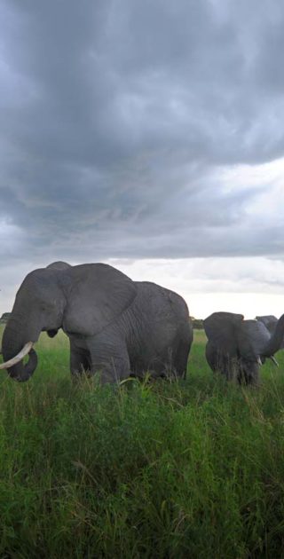 slideshow_parc_tarangire_8