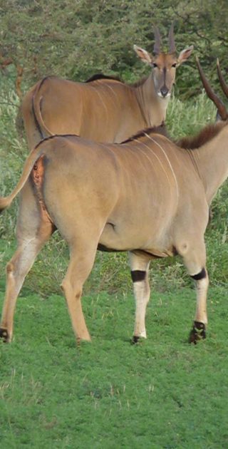 slideshow_parc_tsavo_1