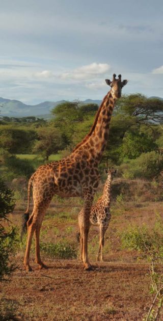 slideshow_parc_tsavo_3