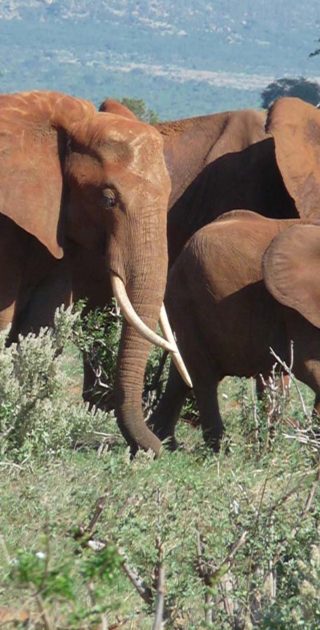 slideshow_parc_tsavo_6