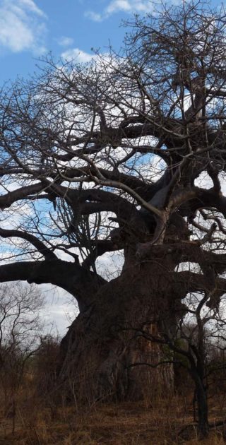 slideshow_tanzanie_9nuits_ocean_indien_3