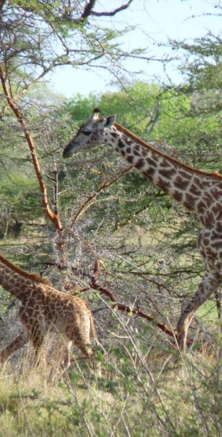 slideshow_tanzanie_9nuits_ocean_indien_4