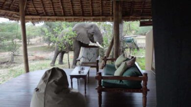 Jongomero Camp dans le parc de Ruaha : Nouveauté (08/04/2023)