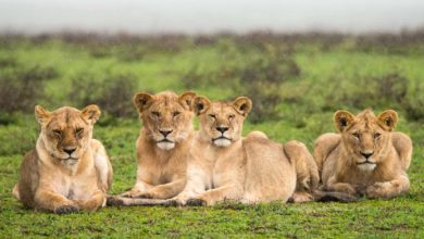 Reprise des voyages ! (05/06/2021)